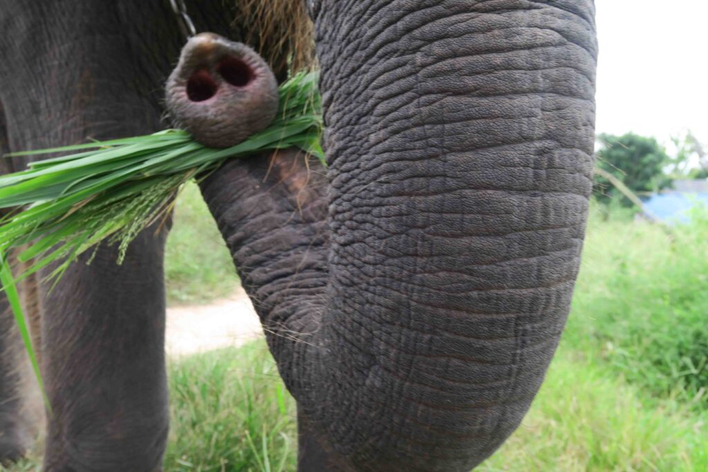 Elefant, Nahaufnahme Rüssel mit Gras