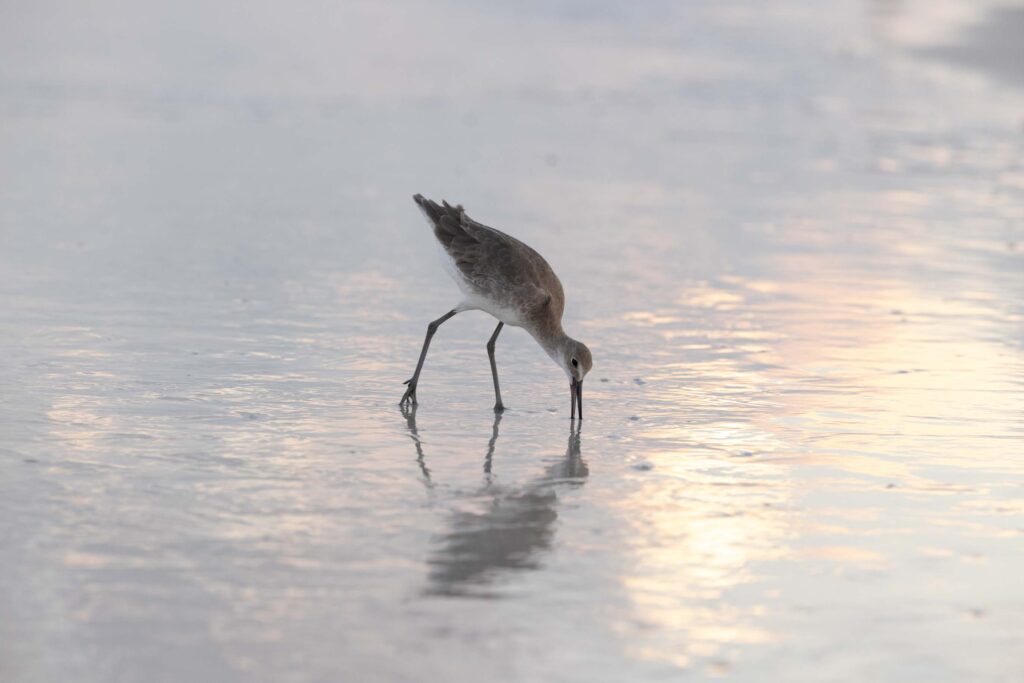 Vogel am Strand in Clearwater