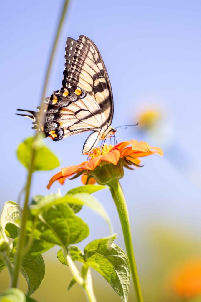 Schmetterling im Arboretum