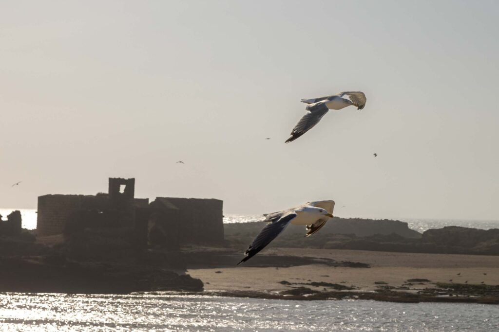 Möwen fliegen in Essaouira