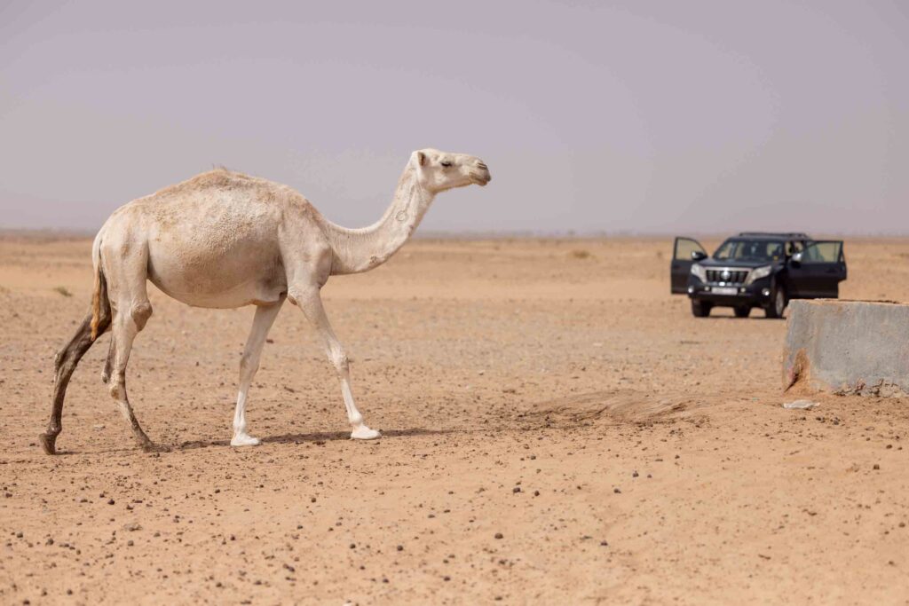 Kamel in der Wüste vor Jeep