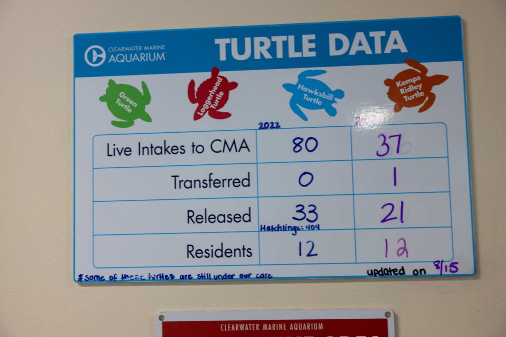 Statistik gerettete Schildkröten im Clearwater Marine Aquarium