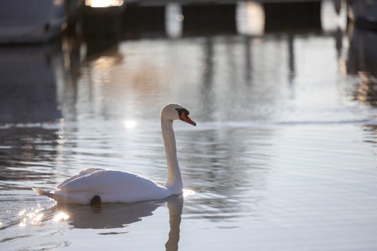 Schwan im Hafen von Täuffelen