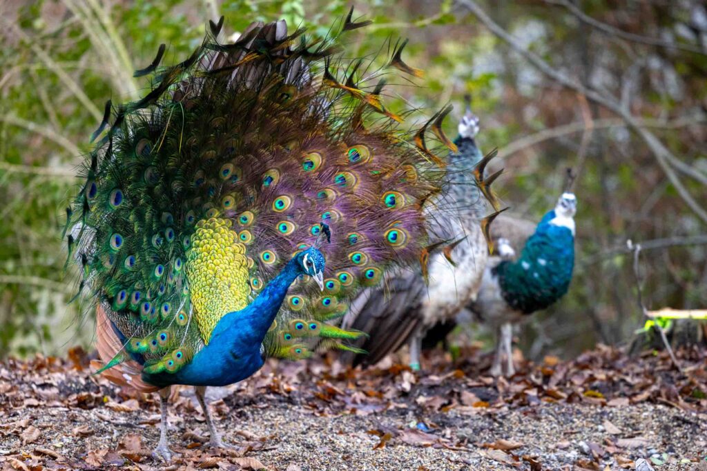 Pfau im Papiliorama