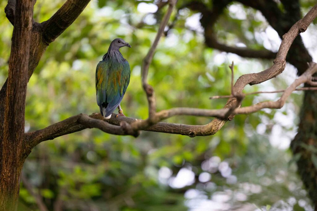 Nikobartaube im Papiliorama