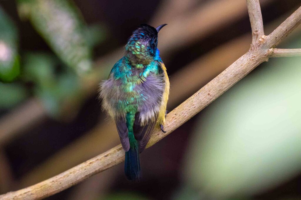 Gelbbauchnektarvogel im Papiliorama