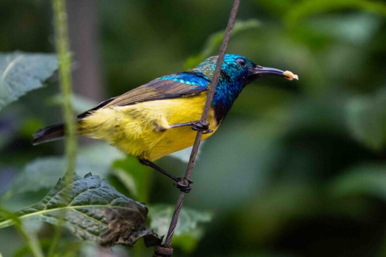 Gelbbauchnektarvogel im Papiliorama