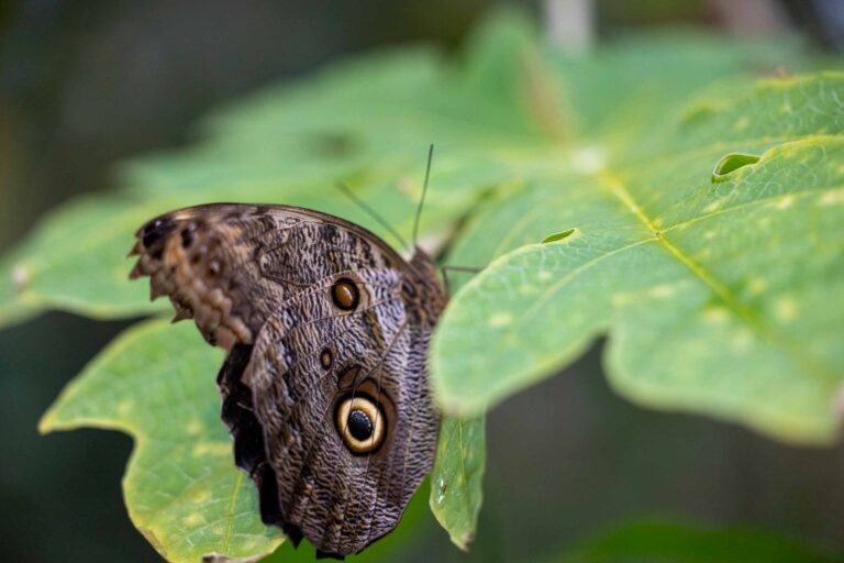 Eulenfalter im Papiliorama