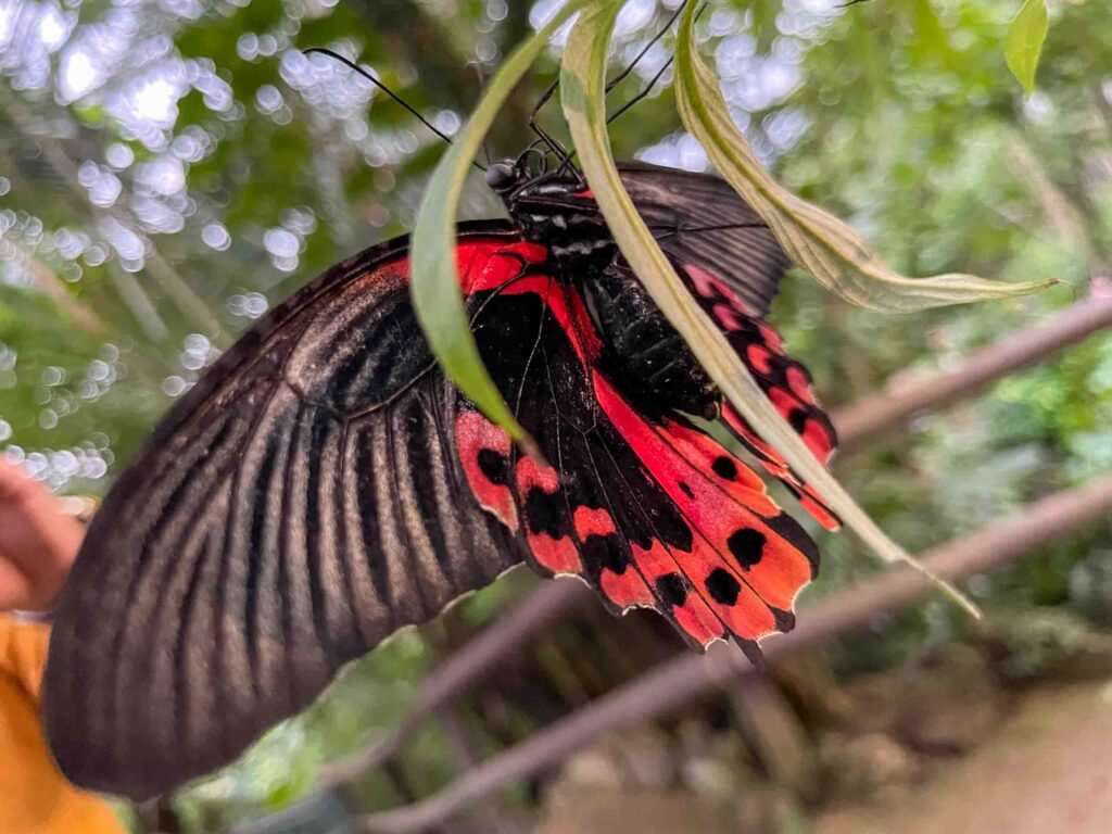 Schmetterling im Papiliorama