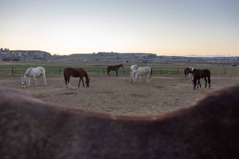 Feierabend für die Pferde auf dem Paddock