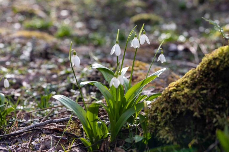 Frühling im Mtirala National Park
