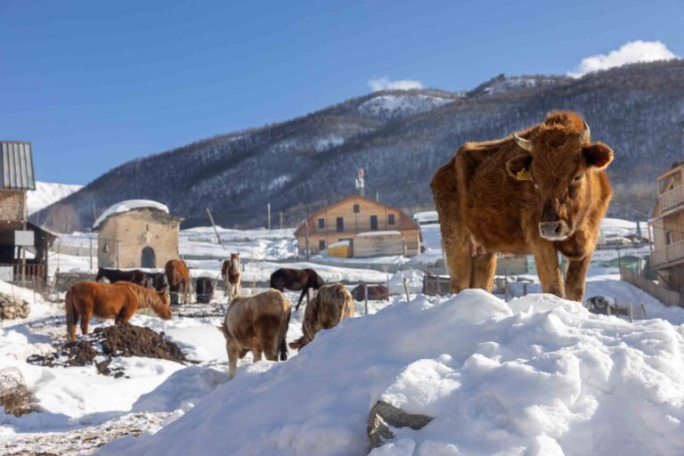 Friedliche Kühe und Pferde im Schnee