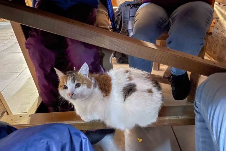 Gesellschaft unter dem Tisch im Cafe „Bread and Wine“