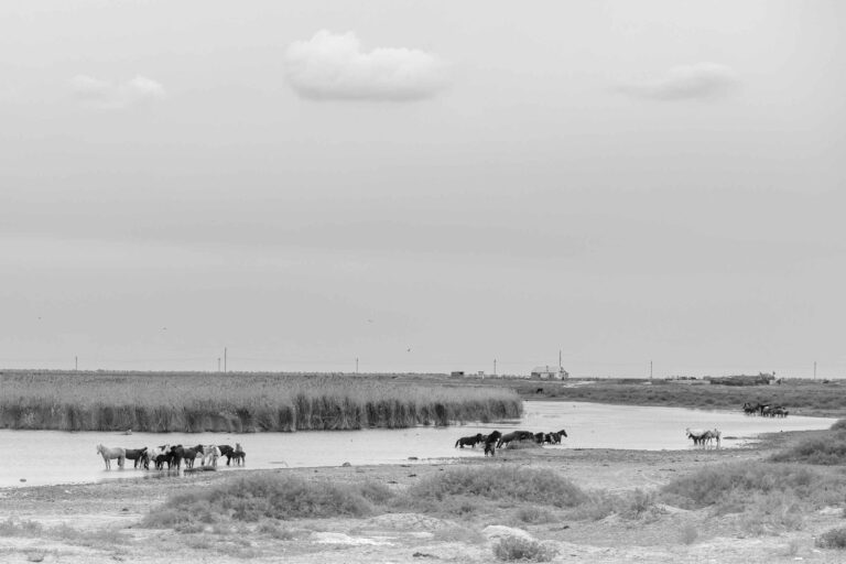 Pferde in der Steppe in Kasachstan