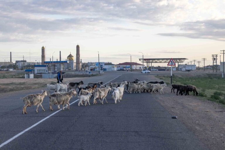 Ziegenherde vor der Stadt Baikonur