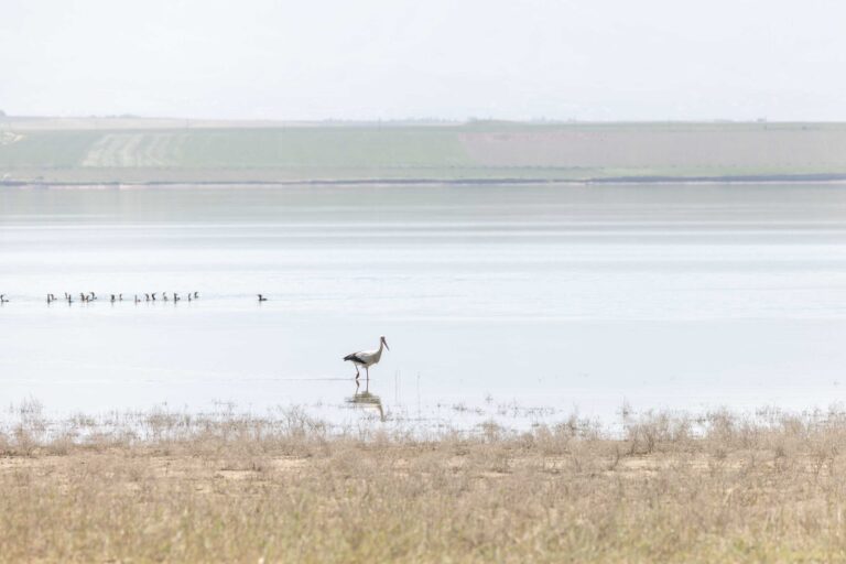 Storche wohnen auch am See