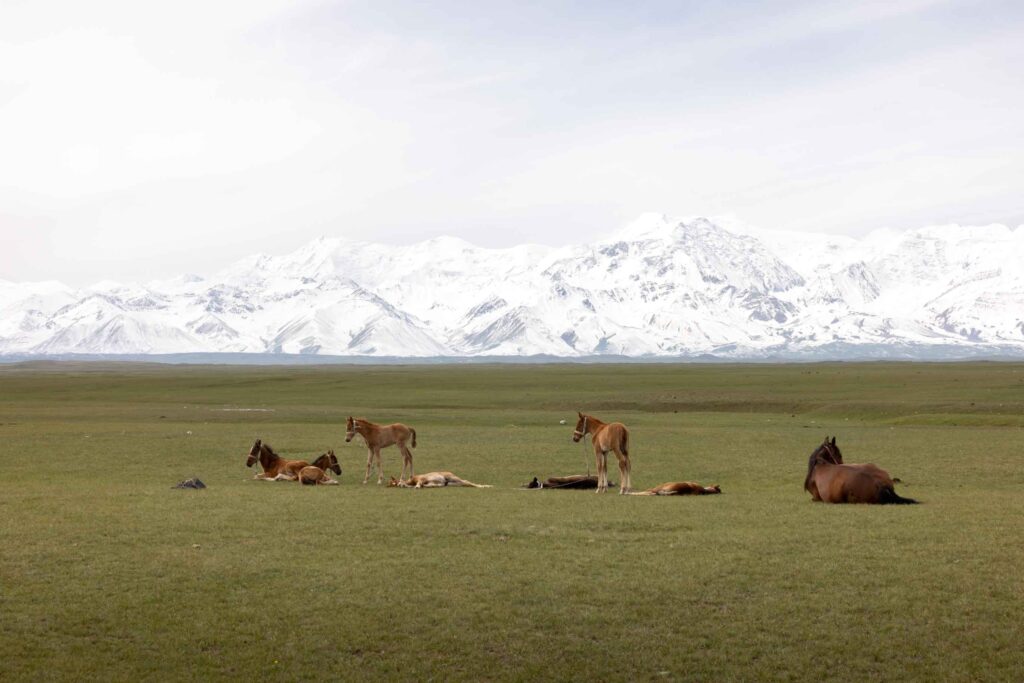 Pferdeherde in Kirgisistan
