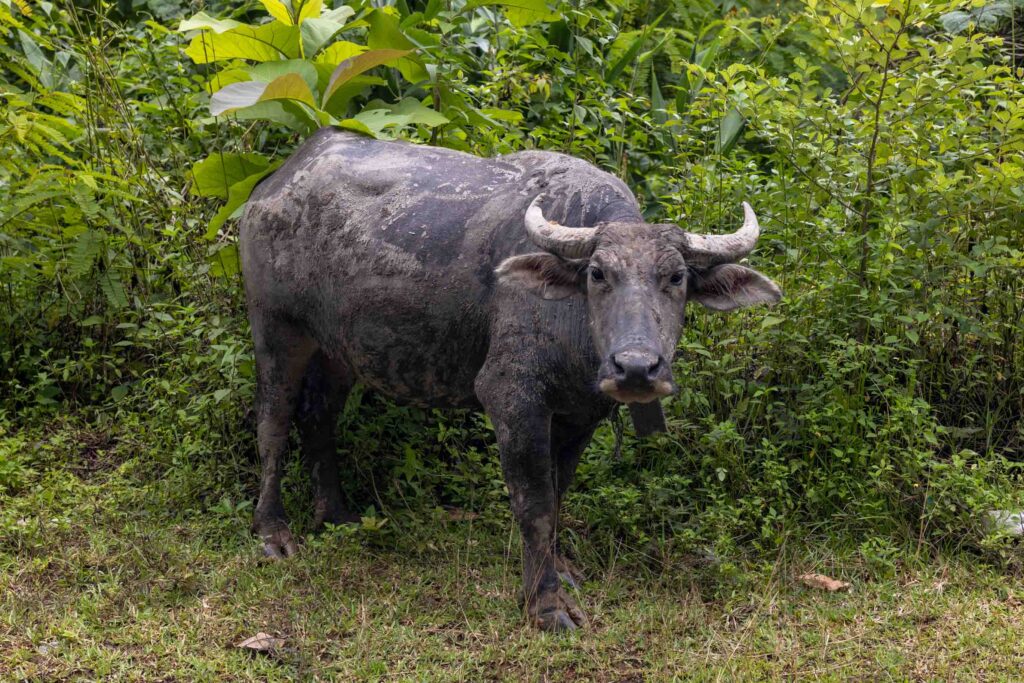 Wasserbüffel in Laos